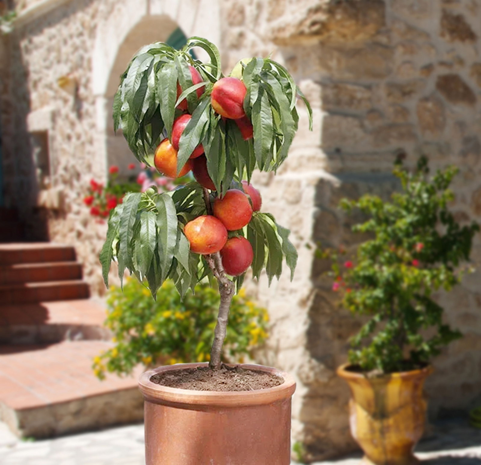 Zwergnektarine - Prunus persica var. nucipersica gnstig kaufen