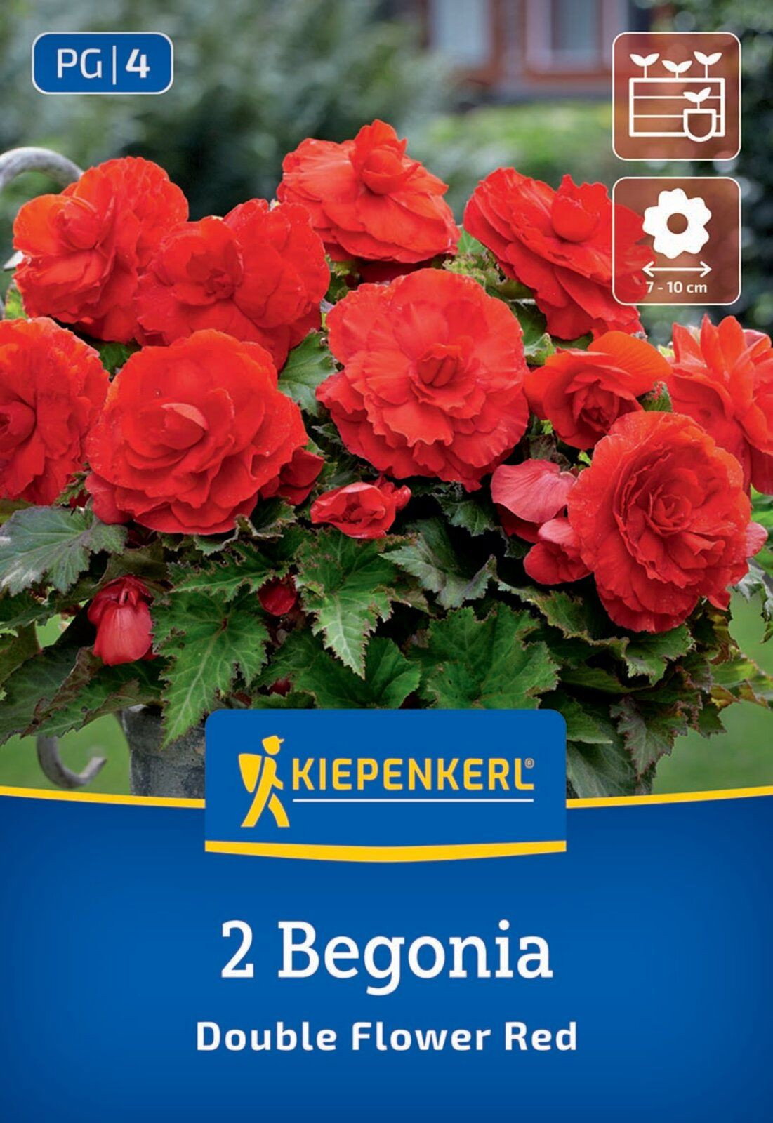 Rote Knollenbegonie, gefllt - Kiepenkerl Begonia Rot gnstig kaufen