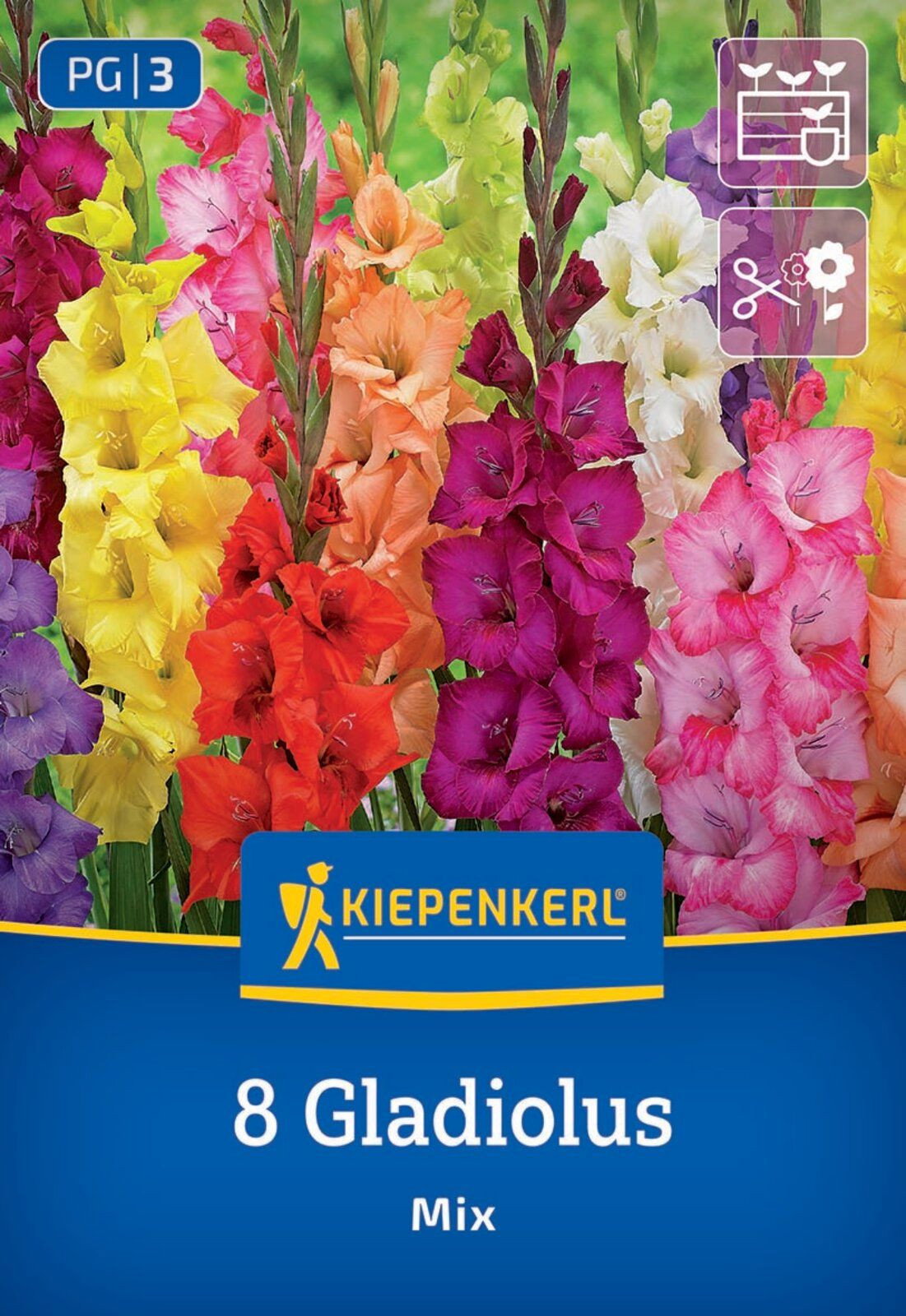 Gladiolen Hollndische Mischung - Kiepenkerl Gladiolus gnstig kaufen