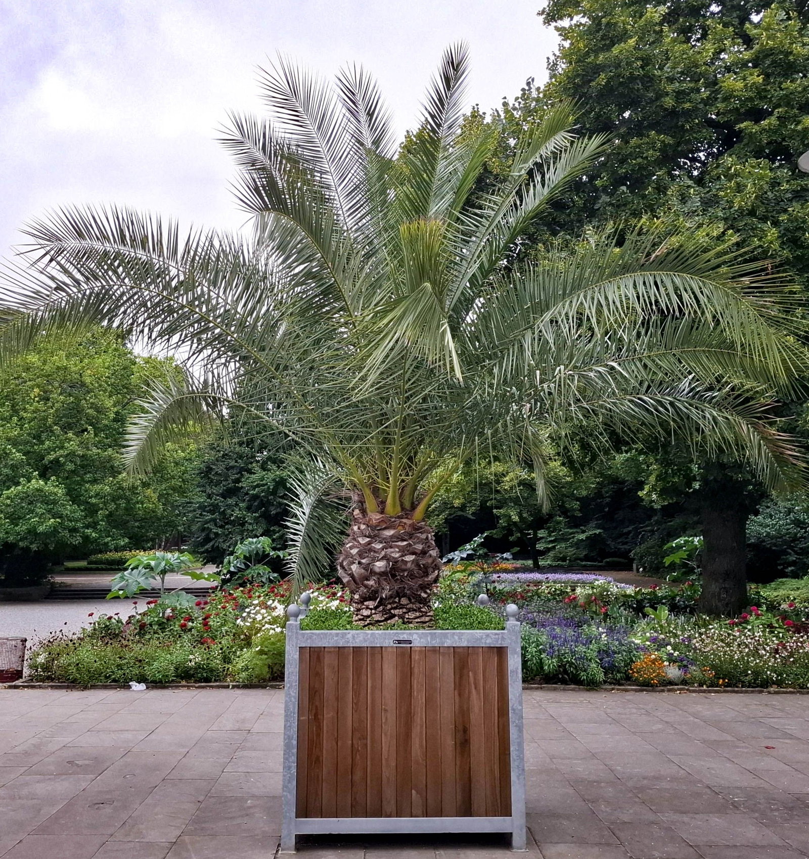 Kanarische Dattelpalme - Phoenix canariensis gnstig kaufen