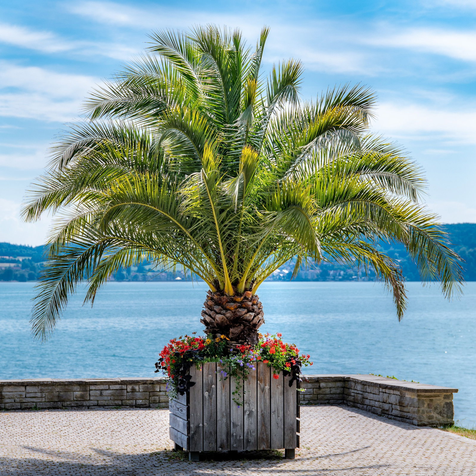 saatgut für blumenwiese Blumenwiese – SCHMIDT'S Onlineshop main image 0