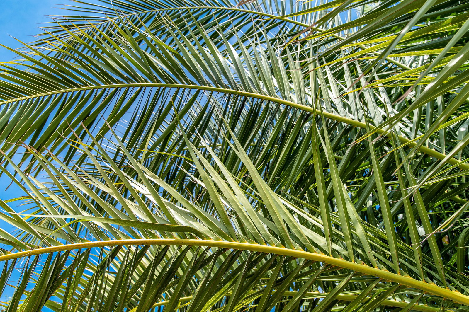 Kanarische Dattelpalme - Phoenix canariensis gnstig kaufen
