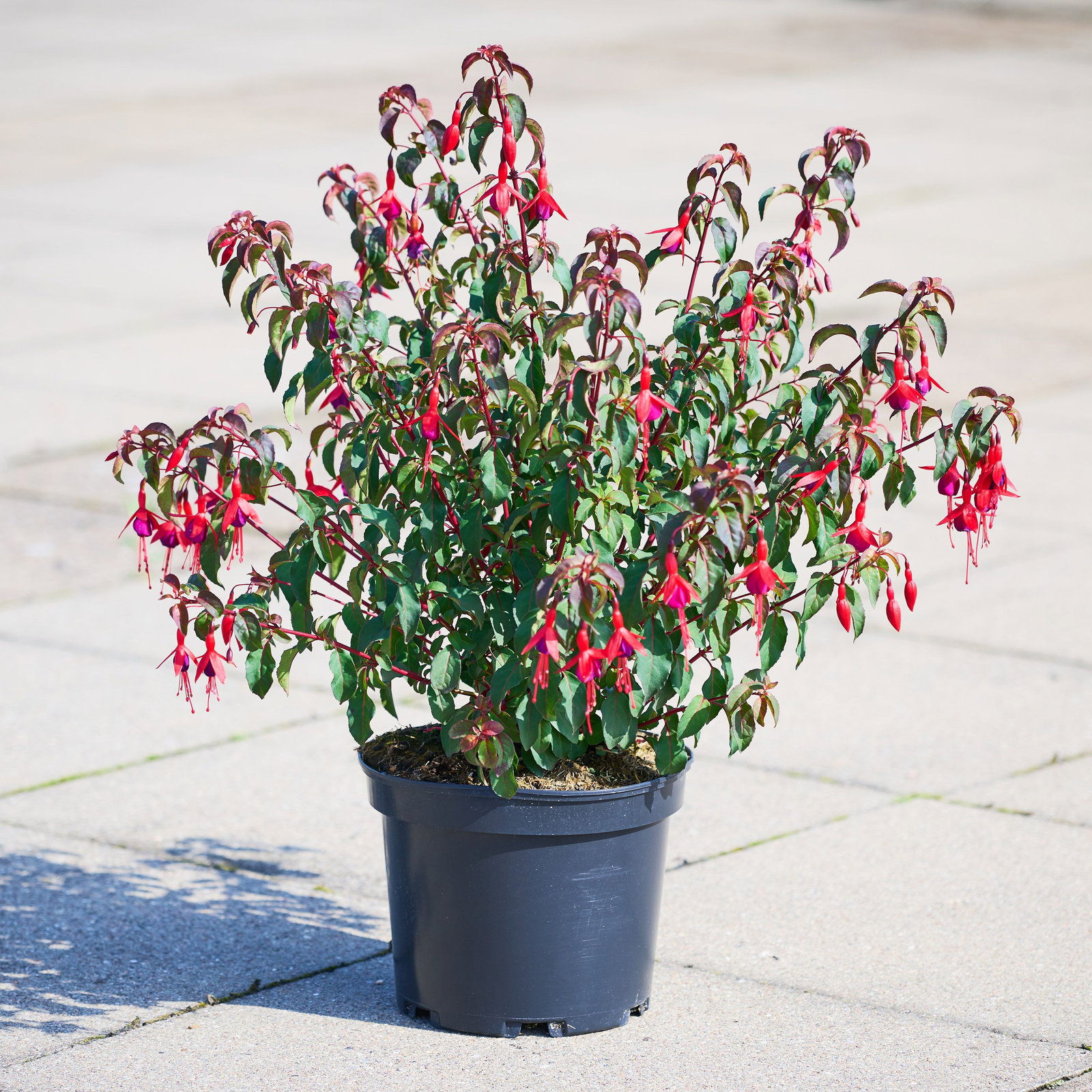Fuchsie Contraste - Fuchsia Contraste gnstig kaufen