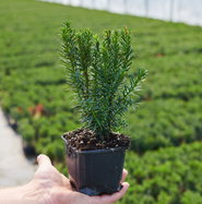 Zwergeibe Lescow - Taxus cuspidata Lescow gnstig kaufen