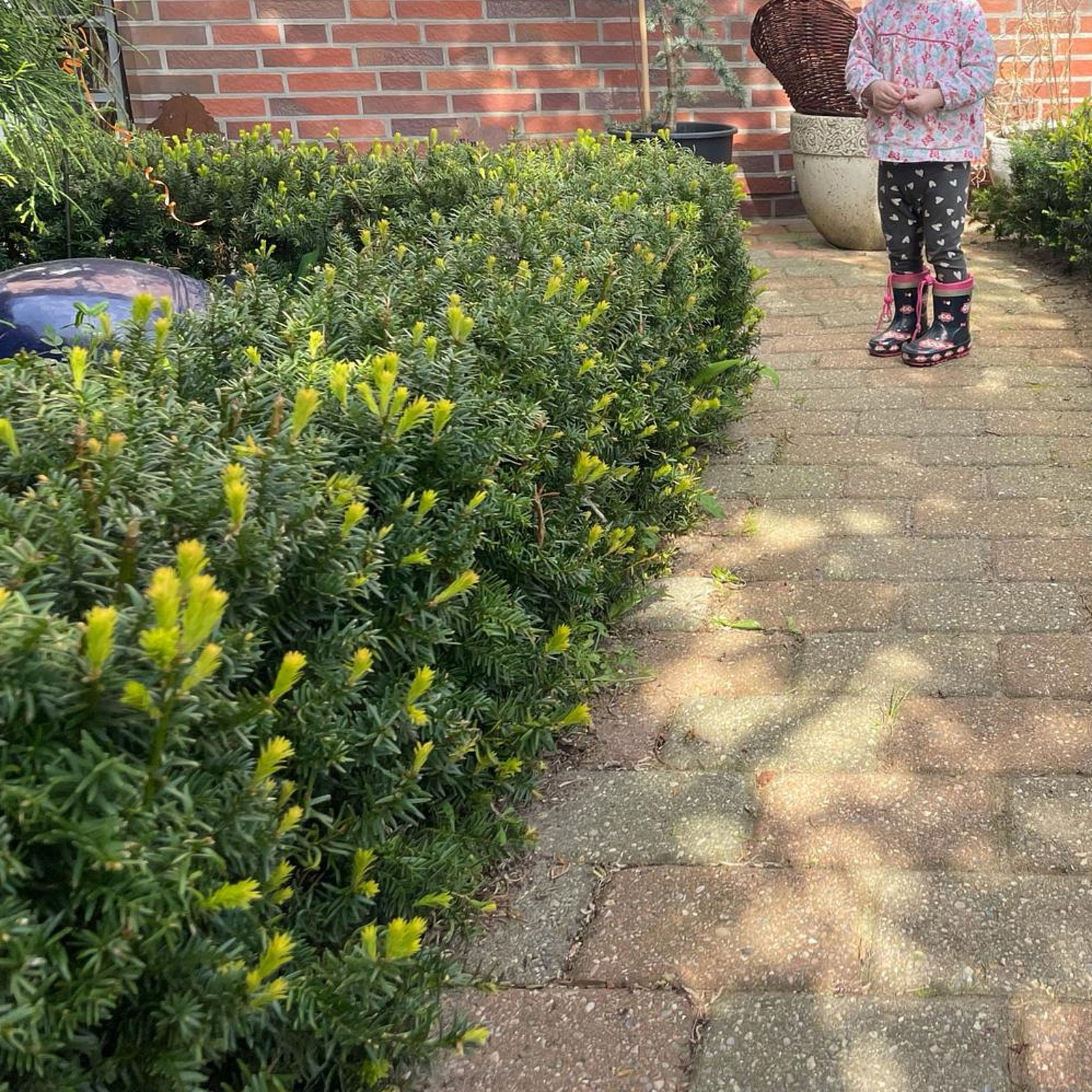 Zwergeibe Lescow - Taxus cuspidata Lescow gnstig kaufen