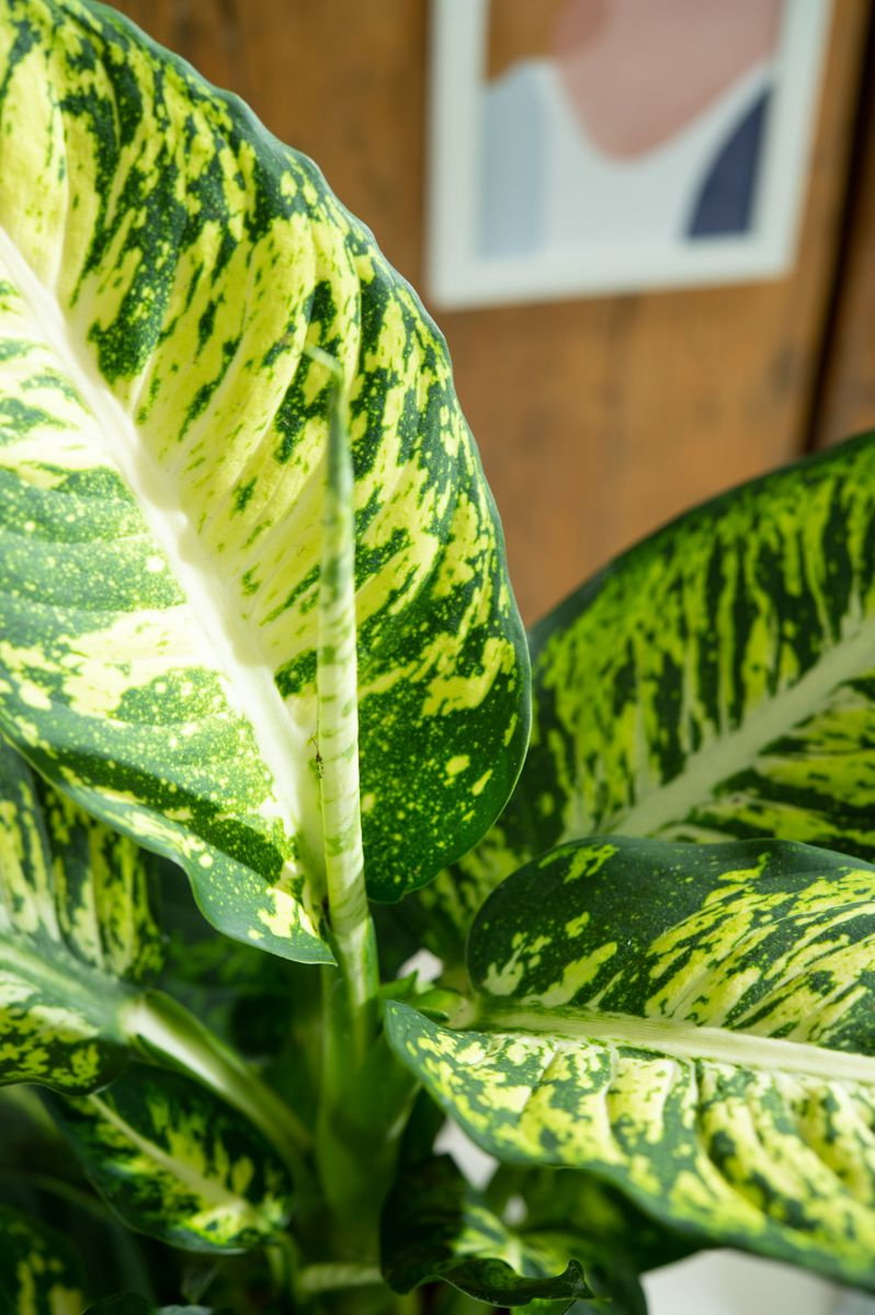 Dieffenbachia Gelbe Blätter