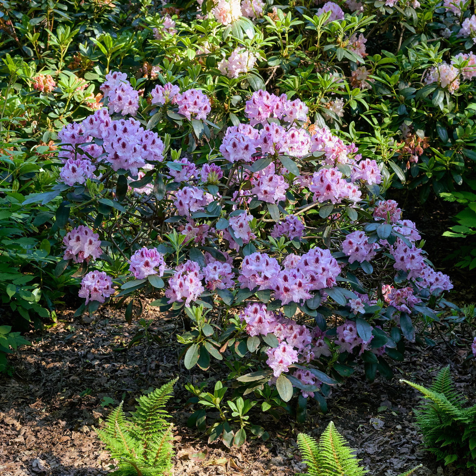 die stechpalme Europäische Stechpalme (Ilex aquifolium) | 60-80 cm mit Wurzelballen main image 0