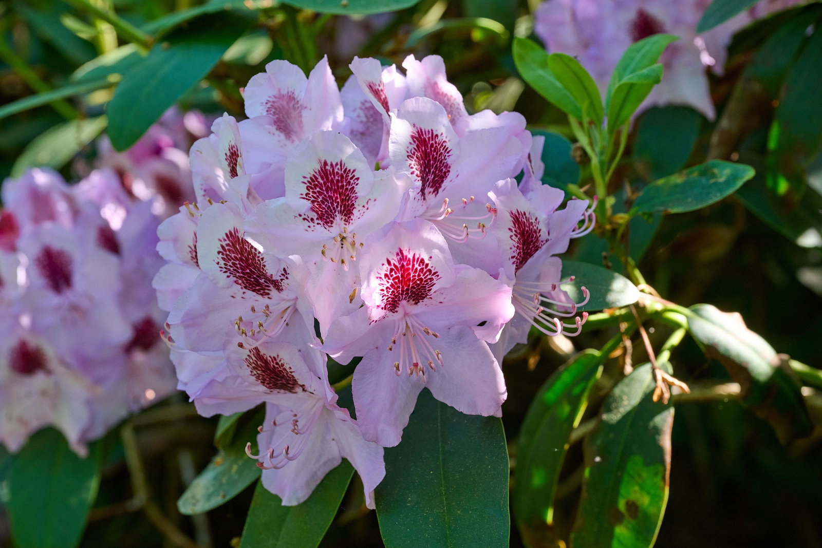 Rhododendron Hybride Humboldt - Rhododendron Hybride Humboldt gnstig kaufen