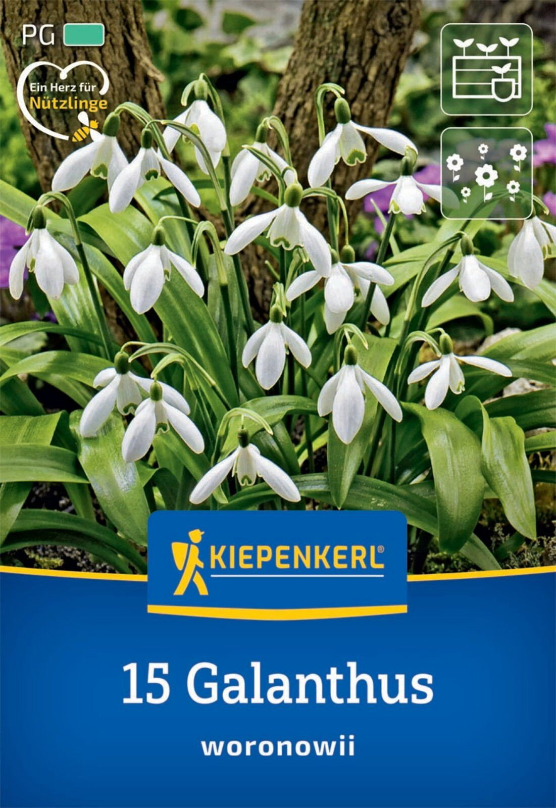 Schneeglockchen Kaufen Lidl