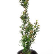 taxus baccata aurea Taxus baccata 'Fastigiata Aurea' (Golden Irish Yew) main image 0