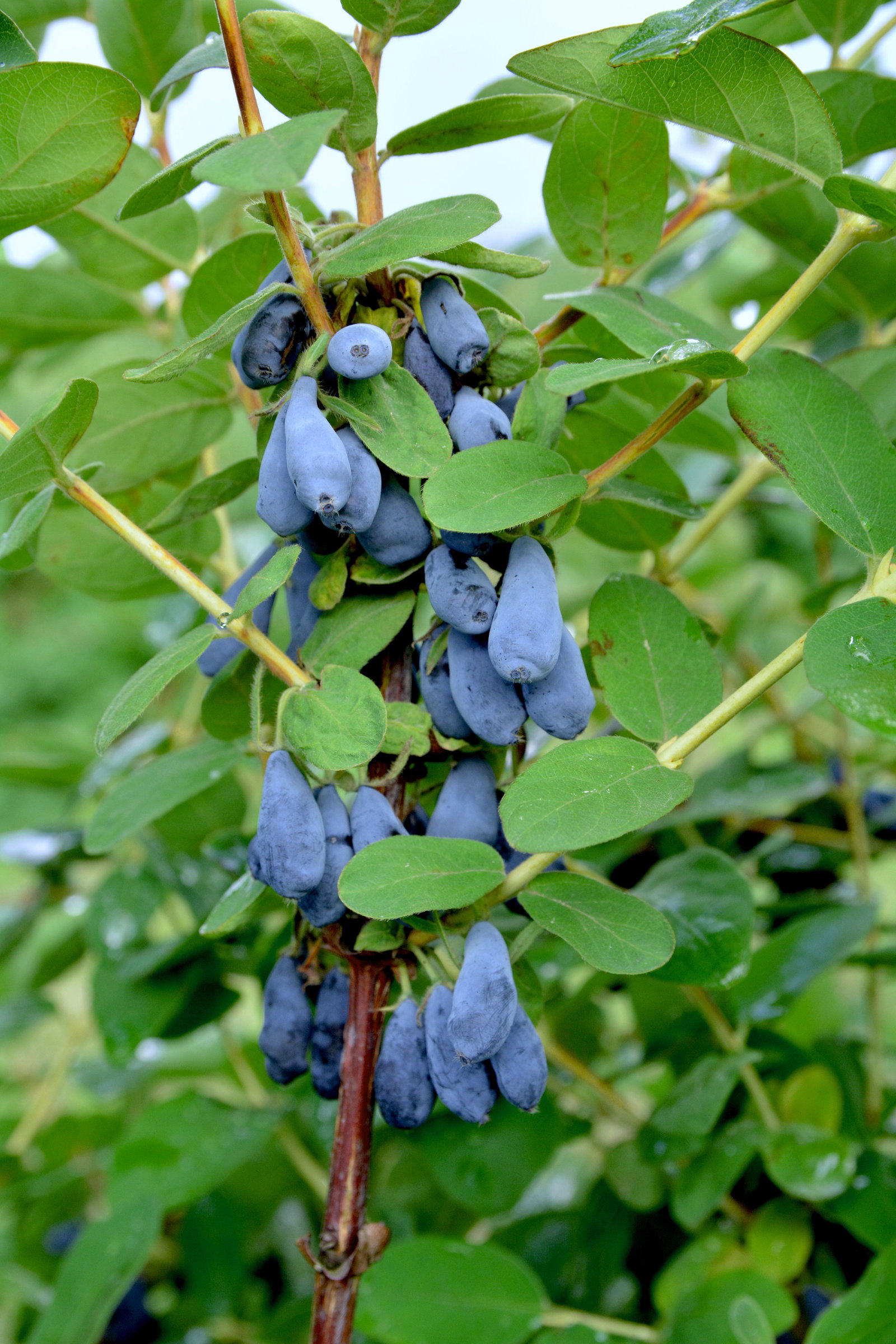 Sibirische Blaubeere Balalaika - Lonicera kamtschatica Balalaika gnstig  kaufen
