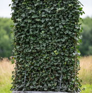 blüte glücksfeder Glücksfeder in weißem Blumentopf - Zamioculcas zamiifolia main image 0